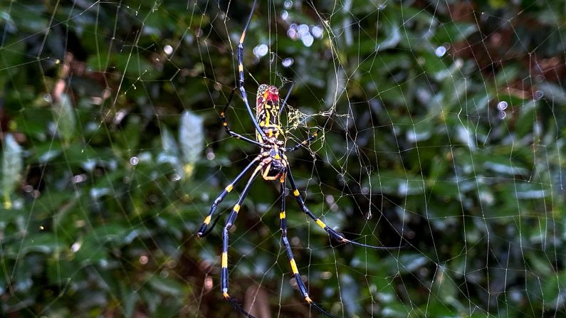 The Jorō spider, a large arachnid native to southeastern Asia, can grow to about the size of your palm or larger. Trichonephila clavata spread to the southeastern United States nearly a decade ago and now <a target="_blank">could soon spread into the US Northeast</a>.