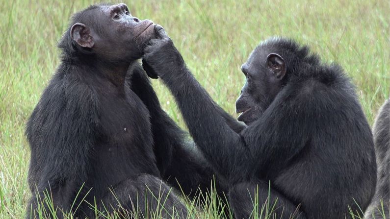 Chimpanzees in Gabon's Loango National Park have been spotted capturing insects and applying them to their own wounds, and the wounds of others, possibly as a form of medication. This behavior has never been observed before and may be a sign of empathy in chimpanzees, <a href="index.php?page=&url=https%3A%2F%2Fcnn.com%2F2022%2F02%2F07%2Fworld%2Fchimpanzee-insects-wounds-scn%2Findex.html" target="_blank">according to a study published in February 2022</a>. This photo shows Roxy, a female chimpanzee, applying an insect to a wound of an adult male chimp named Thea.
