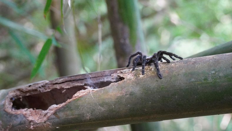 Taksinus bambus, <a href="index.php?page=&url=https%3A%2F%2Fcnn.com%2F2022%2F01%2F19%2Fasia%2Ftarantula-new-species-bamboo-scn%2Findex.html" target="_blank">a newly discovered species of tarantula</a>, was found by Thai YouTube star JoCho Sippawat in Tak province, northwestern Thailand. The spider is the first known tarantula to only dwell in bamboo stalks.