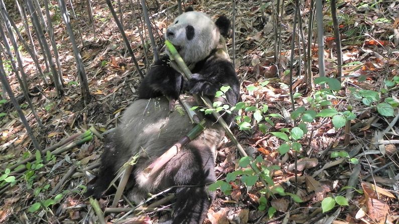Pandas are famously picky eaters. They only consume bamboo -- a poor-quality diet low in fat. But the creatures appear to have evolved to get the most out of what they do eat. <a href="index.php?page=&url=https%3A%2F%2Fcnn.com%2F2022%2F01%2F18%2Fasia%2Fpanda-chubby-gut-bacteria-scn%2Findex.html" target="_blank"> According to a study</a> published in January 2022, their gut bacteria changes when bamboo is at its most nutritious -- while it's sprouting protein-rich green shoots. A wild panda named "Happiness," who was part of the study, is pictured here in Foping Nature Reserve, Shaanxi province, China, in 2013. 