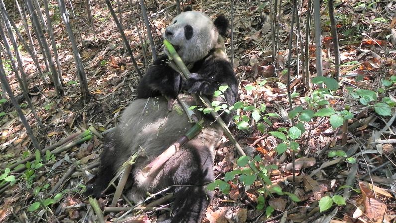 Pandas are famously picky eaters. They only consume bamboo -- a poor-quality diet low in fat. But the creatures appear to have evolved to get the most out of what they do eat. <a  target="_blank"> According to a study</a> published in January 2022, their gut bacteria changes when bamboo is at its most nutritious -- while it's sprouting protein-rich green shoots. A wild panda named "Happiness," who was part of the study, is pictured here in Foping Nature Reserve, Shaanxi province, China, in 2013. 