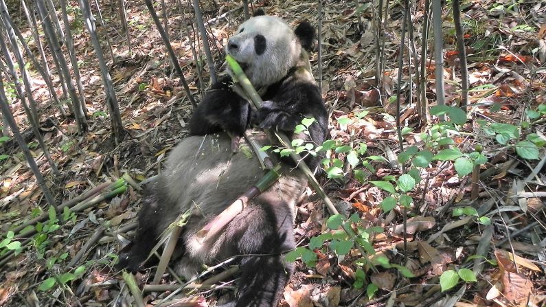 Pandas are famously picky eaters. They only consume bamboo -- a poor-quality diet low in fat. But the creatures appear to have evolved to get the most out of what they do eat. <a target="_blank"> According to a study</a> published in January 2022, their gut bacteria changes when bamboo is at its most nutritious -- while it's sprouting protein-rich green shoots. A wild panda named "Happiness," who was part of the study, is pictured here in Foping Nature Reserve, Shaanxi province, China, in 2013.