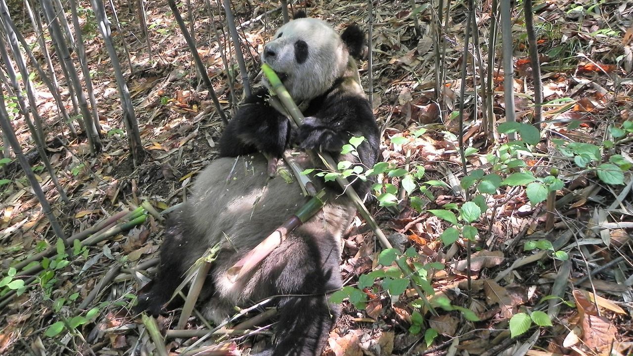 Pandas are famously picky eaters. They only consume bamboo -- a poor-quality diet low in fat. But the creatures appear to have evolved to get the most out of what they do eat. <a href="https://cnn.com/2022/01/18/asia/panda-chubby-gut-bacteria-scn/index.html" target="_blank"> According to a study</a> published in January 2022, their gut bacteria changes when bamboo is at its most nutritious -- while it's sprouting protein-rich green shoots. A wild panda named "Happiness," who was part of the study, is pictured here in Foping Nature Reserve, Shaanxi province, China, in 2013. 