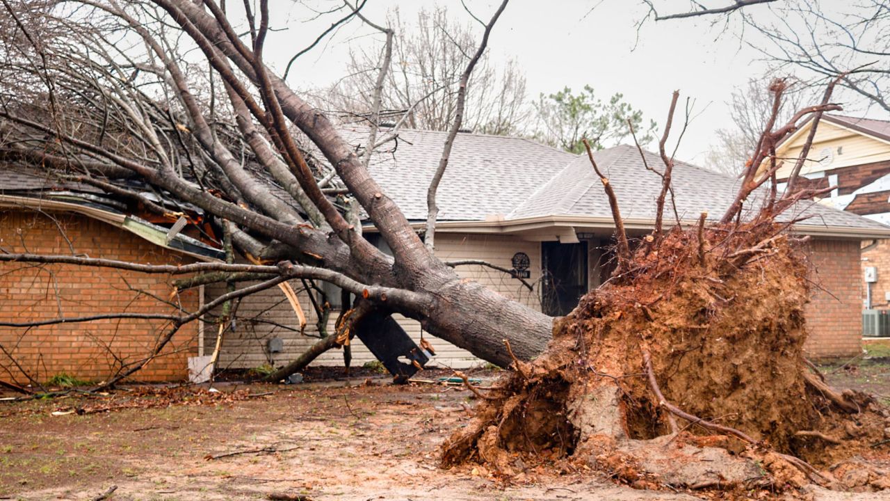 A large tree was uprooted and fell onto a house in Springdale on March 30.