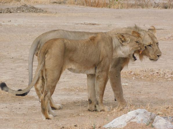 The Barabaig tribe in Ruaha National Park, Tanzania traditionally hunted lions that endangered their community -- but with populations of the big cat dwindling, Barabaig warriors have become their protectors.