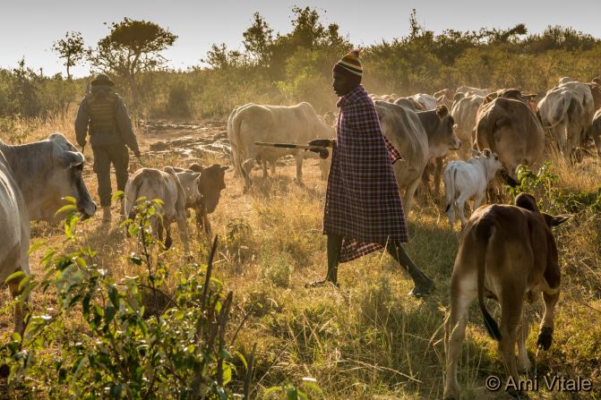 Many people in sub-Saharan Africa live in conflict with lions. Both the livelihoods and lives of pastoral communities can be threatened by these big cats.