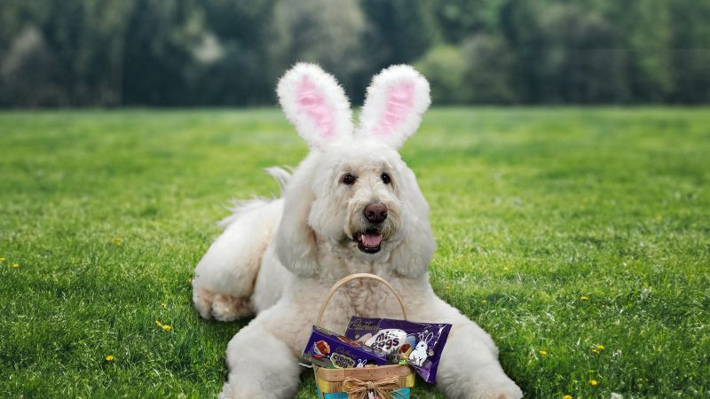 Dog dressed as clearance bunny