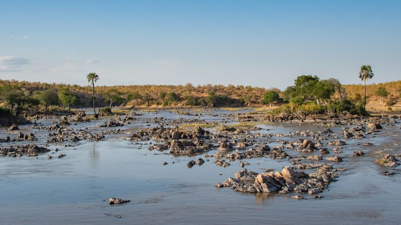 Tanzania is home to roughly 50% of the lion population in sub-Saharan Africa, and around 800 of those lions live in Ruaha National Park.