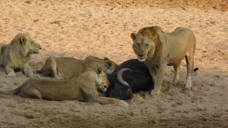 In Ruaha National Park, warriors working with Lion Landscapes are known as "Lion Defenders." The role is usually given to young hunters with good knowledge of the area and a comprehensive understanding of lion behavior and how to track them.