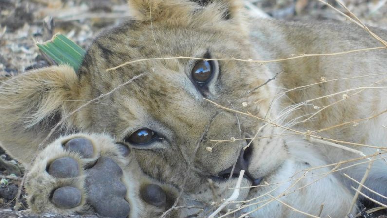 According to Lion Landscapes, since it began its work the killing of lions has decreased by more than 70% in the area of Ruaha National Park in which it operates.