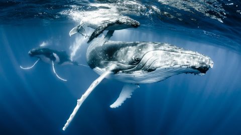 Une baleine à bosse et son petit au large des Tonga est l'image préférée d'Heinrich dans son propre travail. 