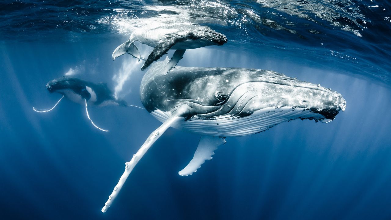 A humpback whale and its calf off Tonga is Heinrich's favorite image from his own work. 