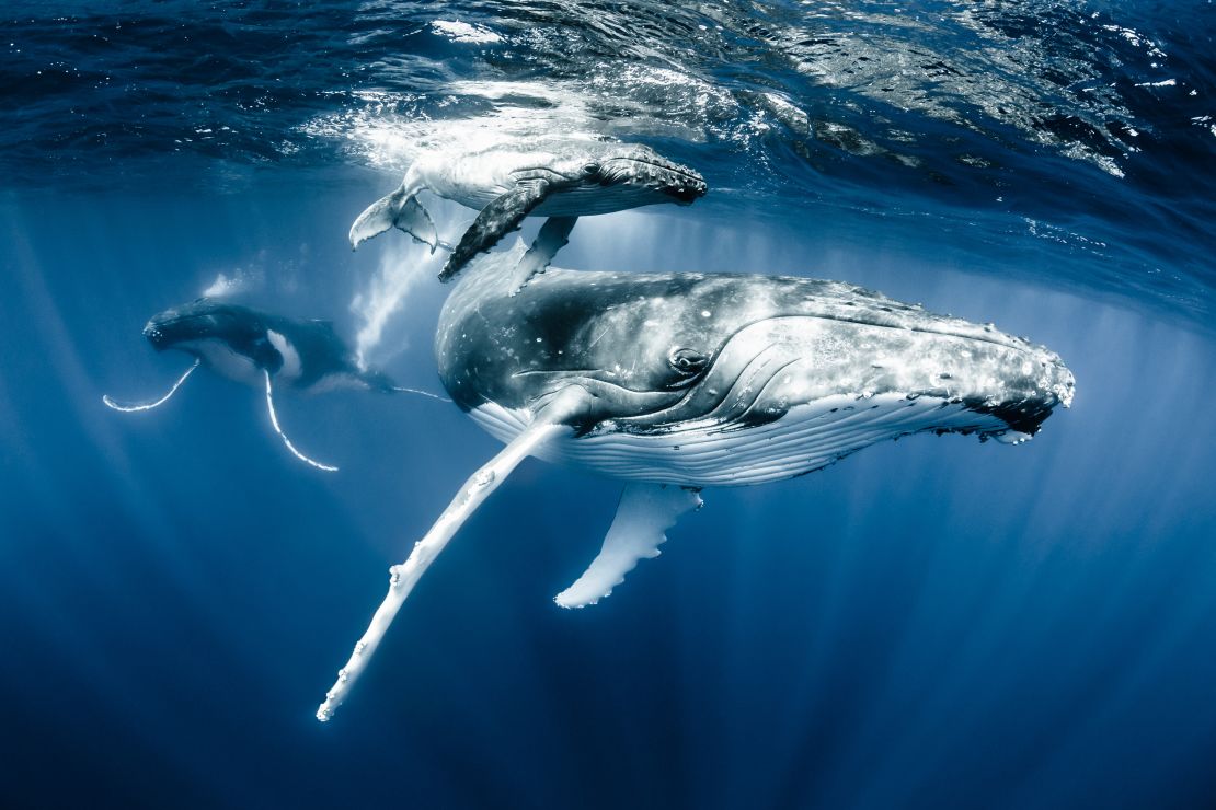 A humpback whale and its calf off Tonga is Heinrich's favorite image from his own work. 