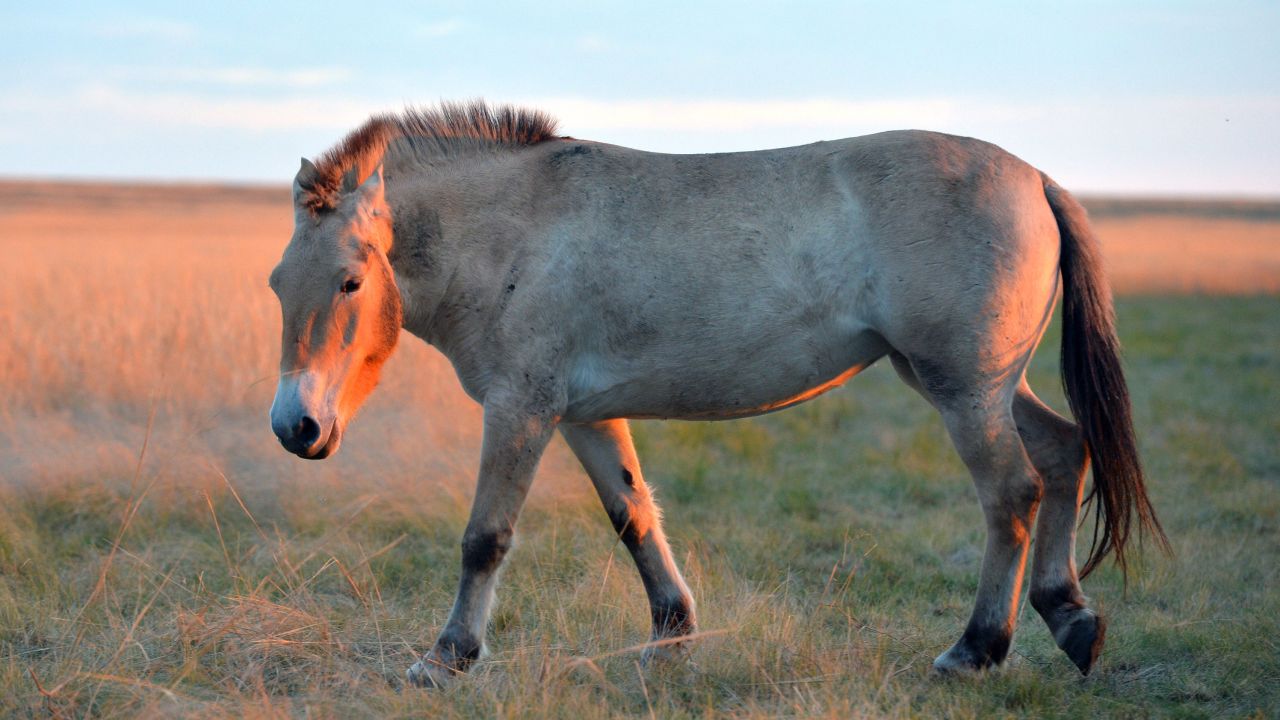 Przewalski's horse, native to central Asia, is a species that has been helped by the Frozen Zoo.