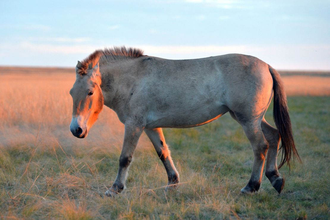 Przewalski's horse, native to central Asia, is a species that has been helped by the Frozen Zoo.