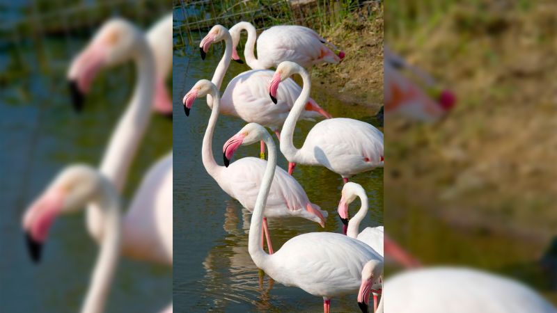 Escaped flamingo No. 492 spotted in Texas 17 years later | CNN
