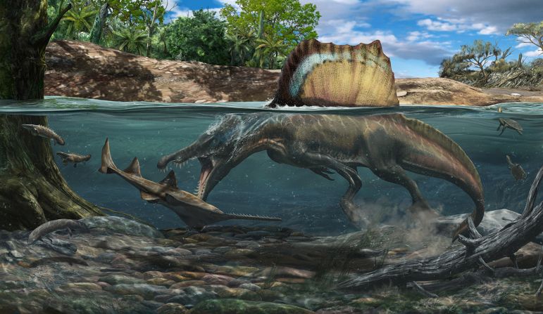 Bigger than a T. rex, Spinosaurus swam and hunted its prey underwater, one of only a handful of known <a href="index.php?page=&url=https%3A%2F%2Fcnn.com%2F2022%2F03%2F23%2Fworld%2Fspinosaurus-aquatic-dinosaurs-scn%2Findex.html" target="_blank">aquatic dinosaurs. </a>
