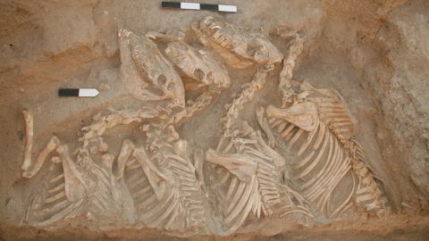 The researchers extracted DNA from kunga skeletons buried at Umm el-Marra, Syria.