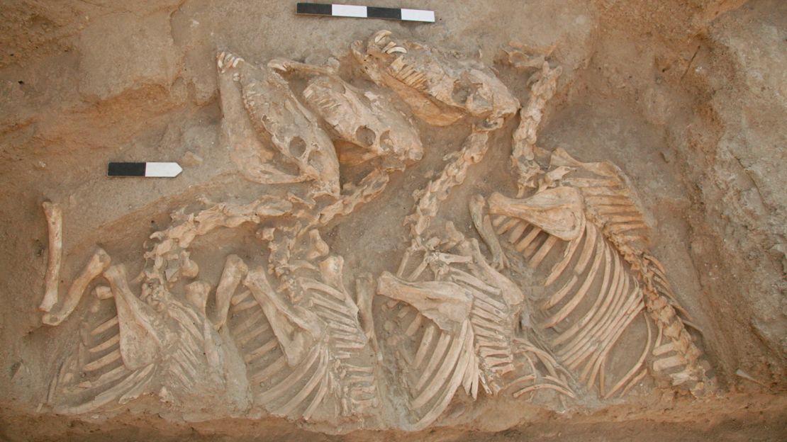 The researchers extracted DNA from kunga skeletons buried at Umm el-Marra, Syria.