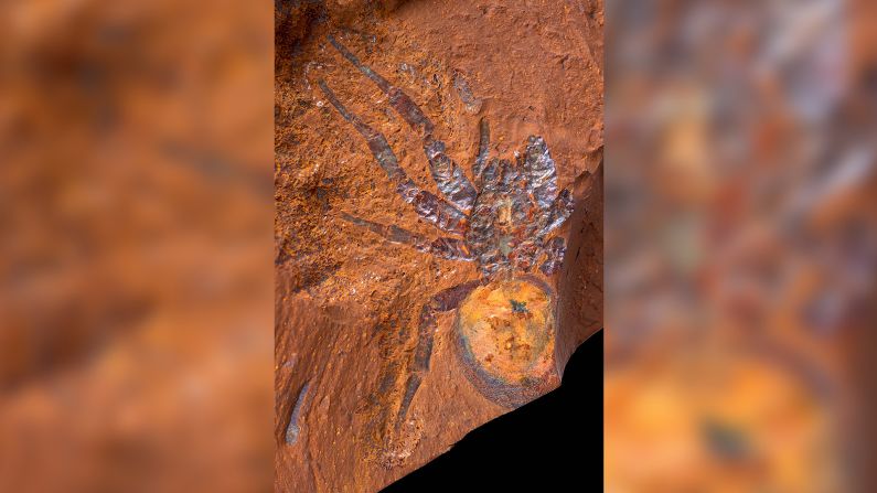 This is a fossilized mygalomorph spider found at McGraths Flat, <a href="index.php?page=&url=https%3A%2F%2Fedition.cnn.com%2F2022%2F01%2F07%2Fasia%2Faustralia-fossil-site-scn%2Findex.html" target="_blank">a newly discovered and exceptionally well-preserved fossil site</a> in New South Wales, Australia.