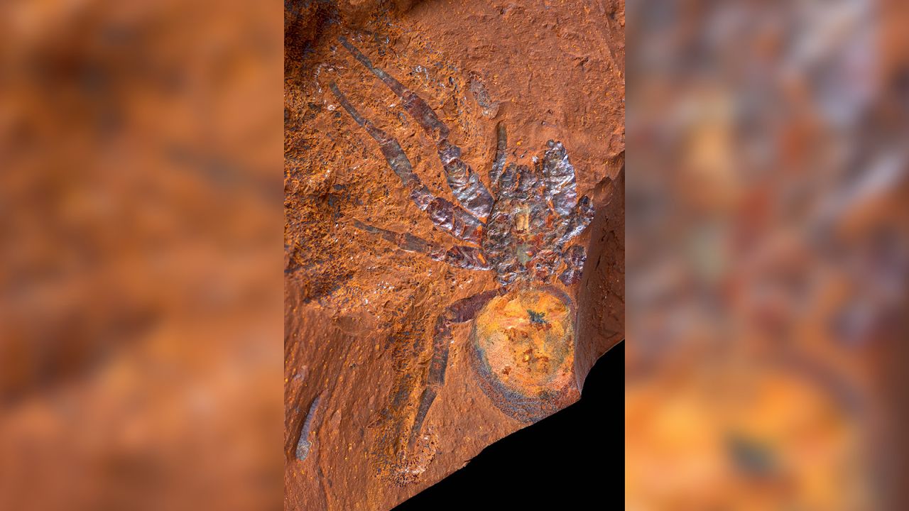 This is a fossilized mygalomorph spider found at McGraths Flat, <a href="https://edition.cnn.com/2022/01/07/asia/australia-fossil-site-scn/index.html" target="_blank">a newly discovered and exceptionally well-preserved fossil site</a> in New South Wales, Australia.