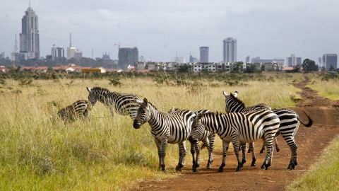 Zebras graze in Nairobi National Park. The Kenyan capital was one of the seven cities surveyed in Arup's report.