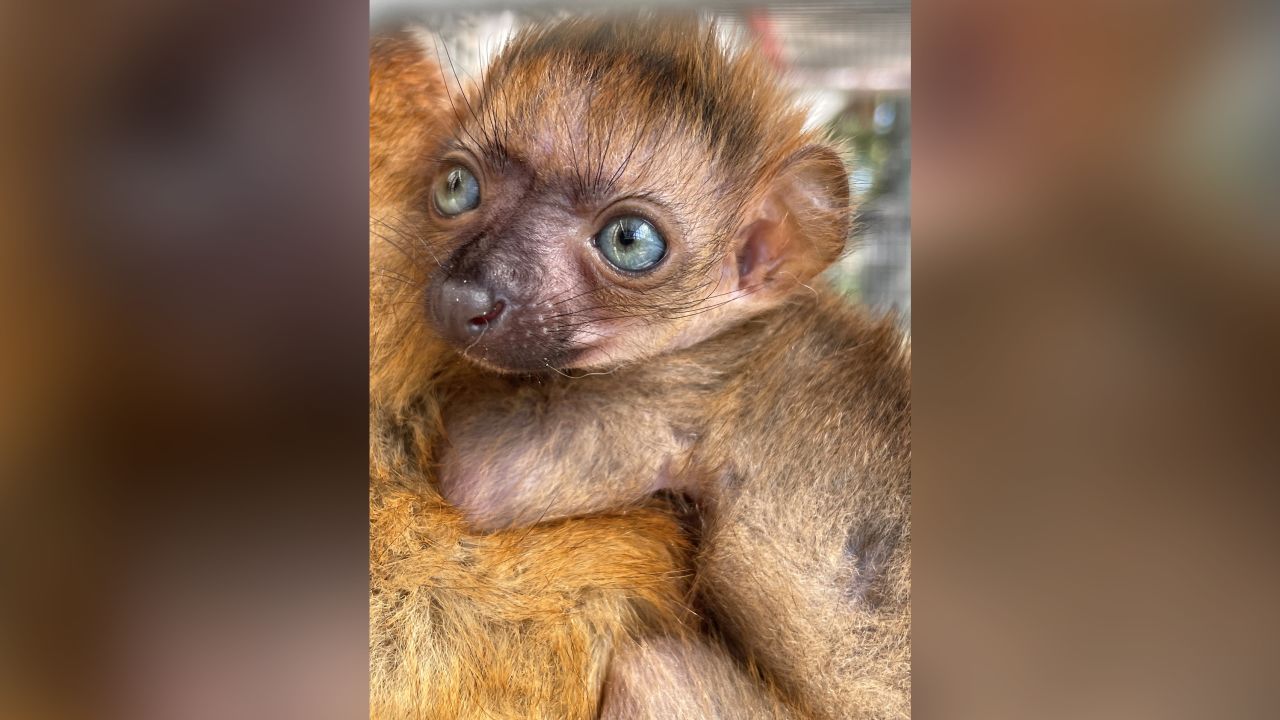 A blue-eyed black lemur, one of the rarest primates in the world, was born at the Jacksonville Zoo and Gardens. 