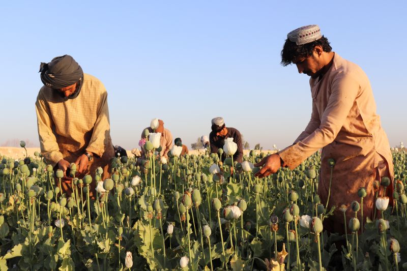 その他 When Bamboo Bloom: An Anthropologist in Taliban&#39;s Afghanistan Amazon.com: When Bamboo Bloom: An Anthropologist in