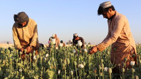 Afghan farmers harvest poppy in the Nad Ali district of Helmand province on April 1. 