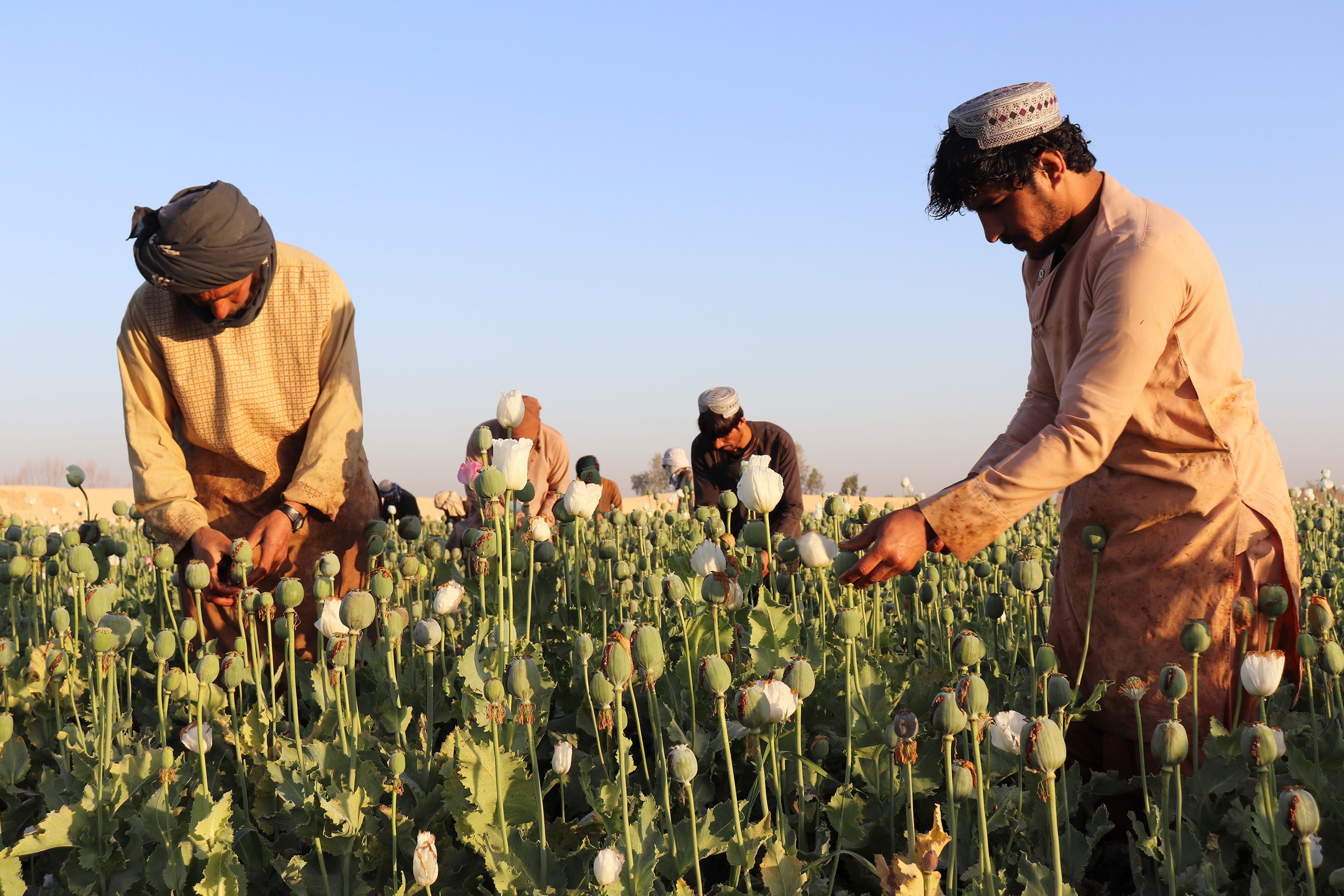 opium drug plant