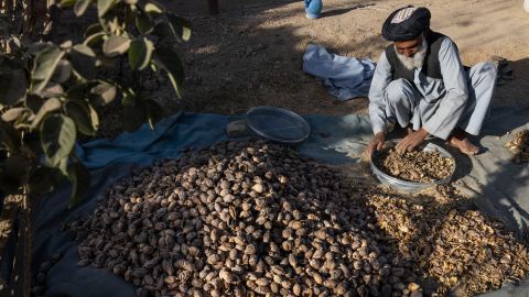 A farmer filters dried poppy pods used to extract seeds for planting a new crop at his farm on November 16, 2021 in Talukan village near Kandahar.