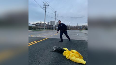 A seal was found in a traffic circle in Southampton, New York.
