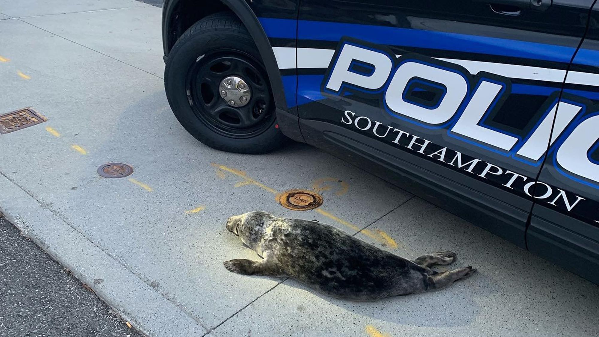 Baby seal rescued after it was found wandering the streets of Long Island | CNN