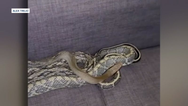 See The Slithery Surprise Hidden Behind Couch Cushion | CNN