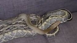 video thumbnail snake found in couch