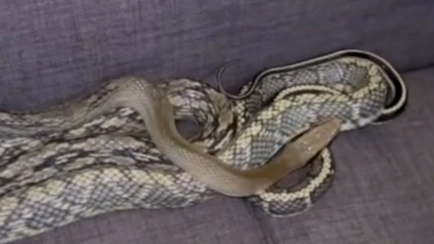video thumbnail snake found in couch