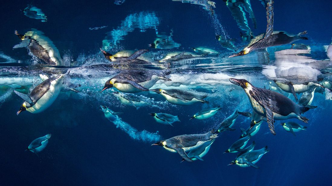 Emperor penguins can be seen releasing millions of micro-bubbles from their feathers in Canadian Paul Nicklen's photo. The feathers lubricate their bodies and reduce friction as they rocket through frigid Antarctic waters. 