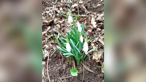 A photo Renska's parents sent her right after she left Ukraine, showing  the first spring flower to push through the snow near her house.  
