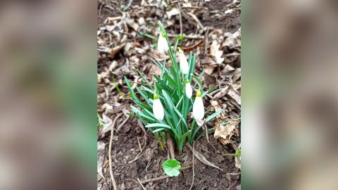 A photo Renska's parents sent her right after she left Ukraine, showing the first spring flower to push through the snow near her house.