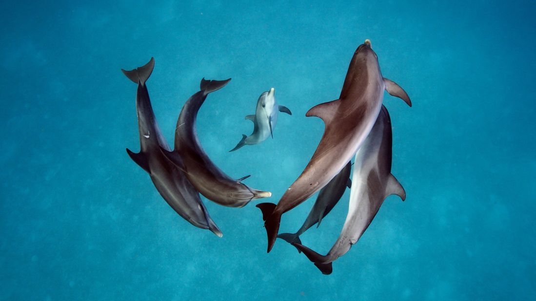 Seen here are spotted dolphins (stenella frontalis) in the waters around Bimini in the Bahamas. Taken by Brian Skerry.