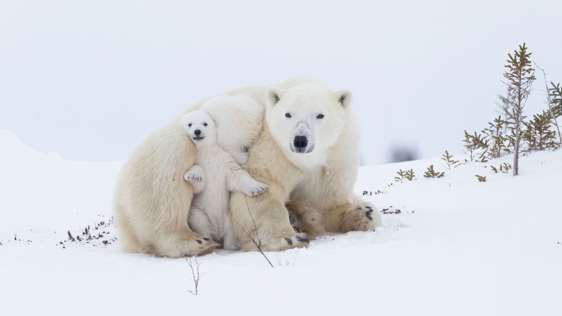 Here, a polar bear mother sits with her twins. One cub is stretching between her legs while the other squeezes behind its sibling. Norbert Rosing captured this family moment.