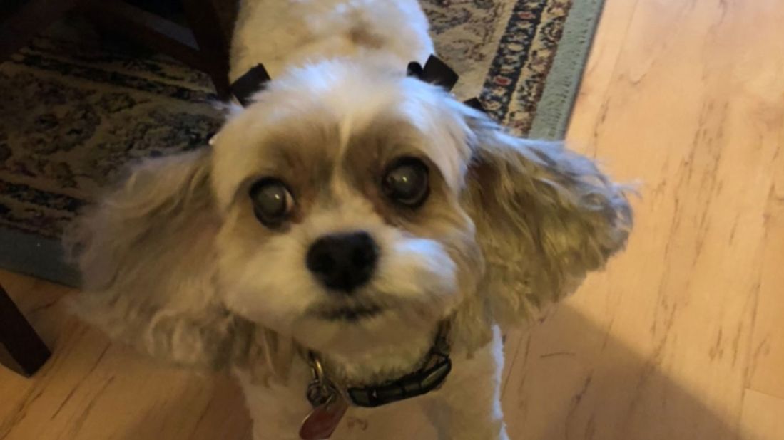 Molly, a cockapoo mix, is using her facial muscles to look like humans do when they are sad, "making (dogs) irresistible and resulting in a nurturing response from humans," said Madisen Omstead, laboratory manager for the Rangos School of Health Sciences department of physical therapy.