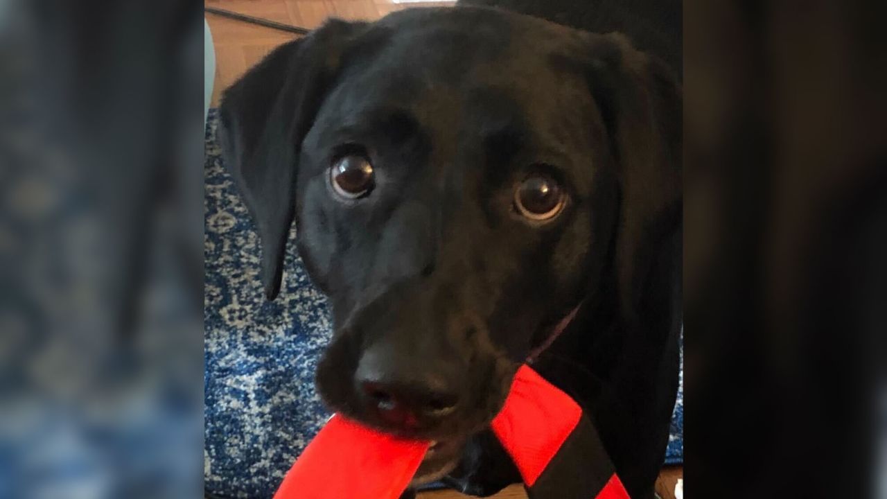 Dogs like Daisy, a black Labrador mix, have "fast-twitch" facial muscles that today's wolves don't have. Those muscles allow dogs to quickly respond to us in ways that mimic an infant's face, boosting the release of oxytocin, the "love" hormone.