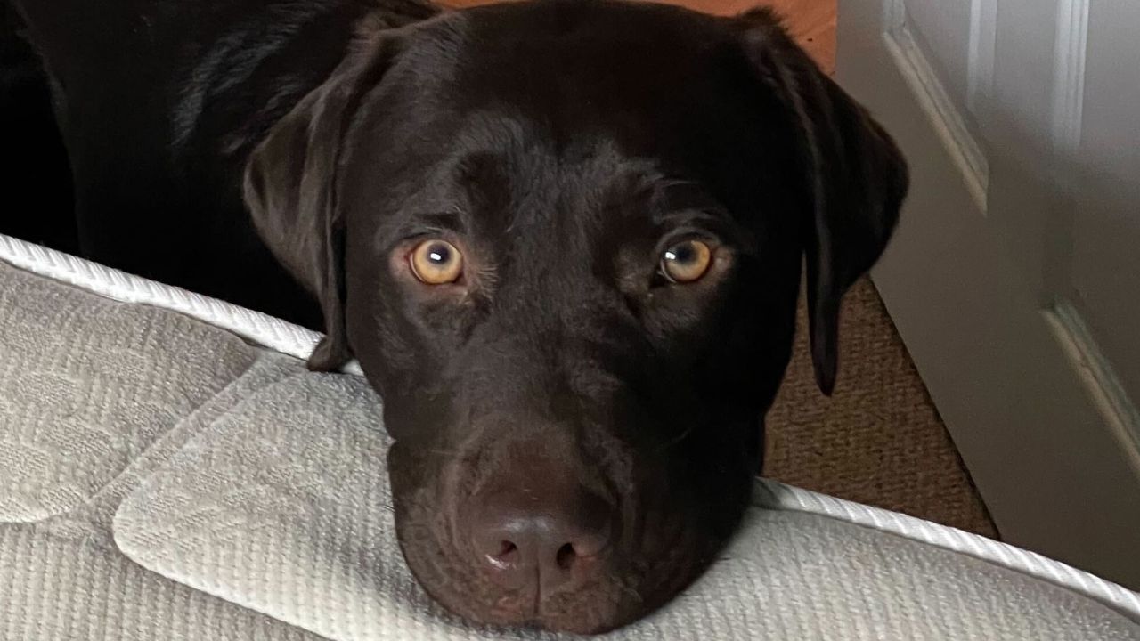People are still unconsciously selecting "puppy dog eyes" in their choice of pet today, experts say. Kimchi, a chocolate Labrador that's 1 ½ years old, is begging to get on her person's bed for a nap.