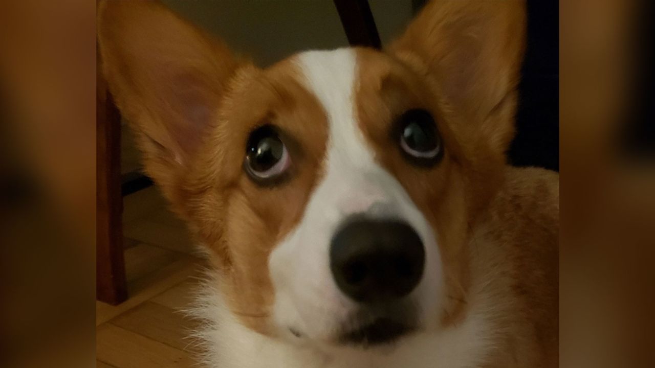 Eevee, a corgi who always begs for food, is using a muscle that wolves don't have to raise an inner "eyebrow." That allows her to show the whites of her eyes, making her more expressive (and successful in tugging at humans' heartstrings).