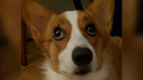 Eevee, a corgi who always begs for food, is using a muscle that wolves don't have to raise an inner 