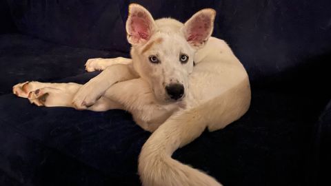 Nymeria, a year-old Husky mix who is deaf, uses her puppy dog eyes to woo her person into giving her extra love and playtime.
