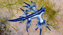Glaucus atlanticus, or blue dragon, washed ashore on Mustang Island, Texas. 