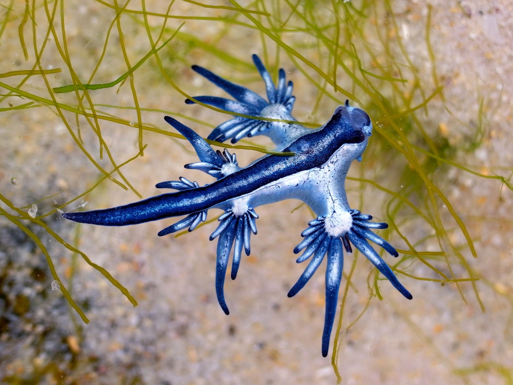 Venomous 'blue dragon' sea slug washed ashore in Texas | CNN