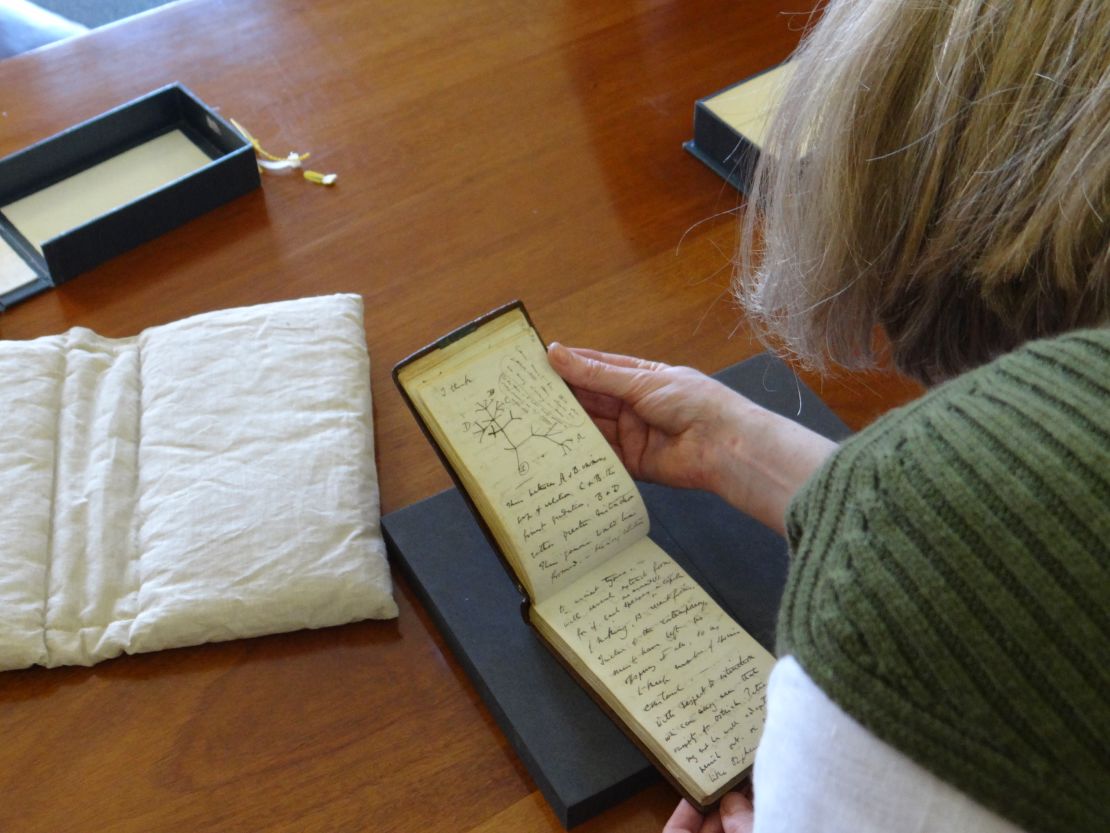 Dr. Jessica Gardner looks at Darwin's 1837 "Tree of Life" sketch.